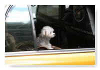 cab dog