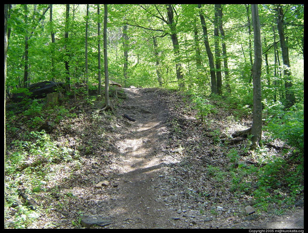 le parc du Mont-Royal, en plein centre de l'île