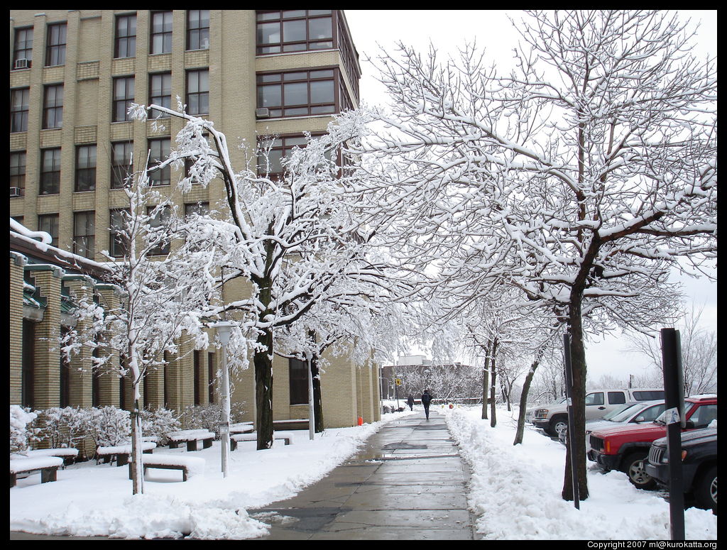 arbres en fleurs