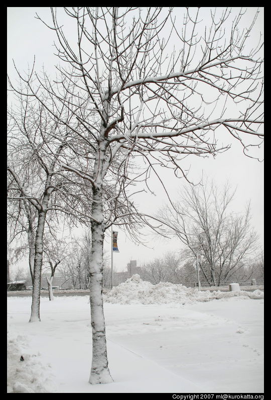 arbre enneigé sur le campus de l'UdeM