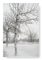 arbre enneigé sur le campus de l'UdeM