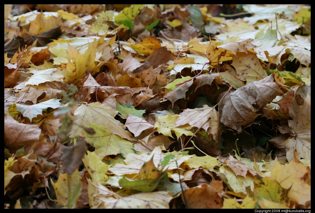 encore des feuilles