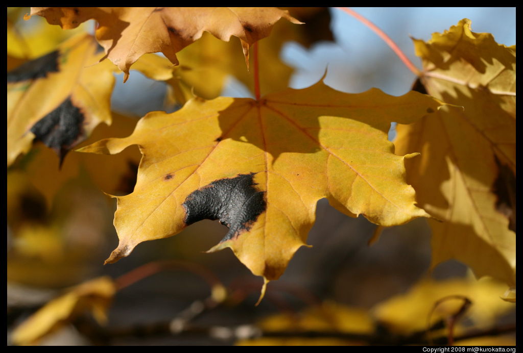 feuille malade