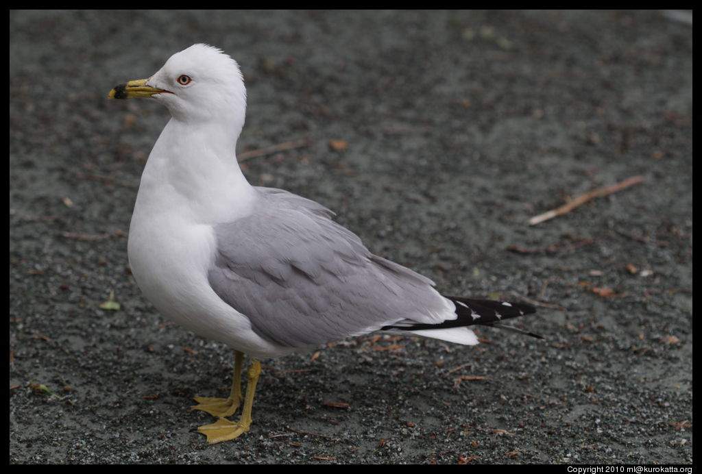 faune urbaine