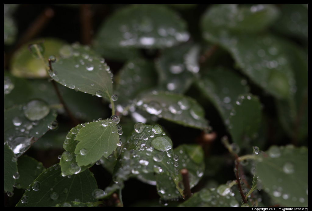 feuilles mouillées