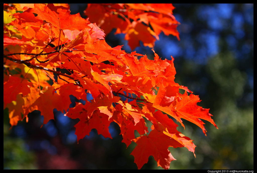 couleurs d'automne