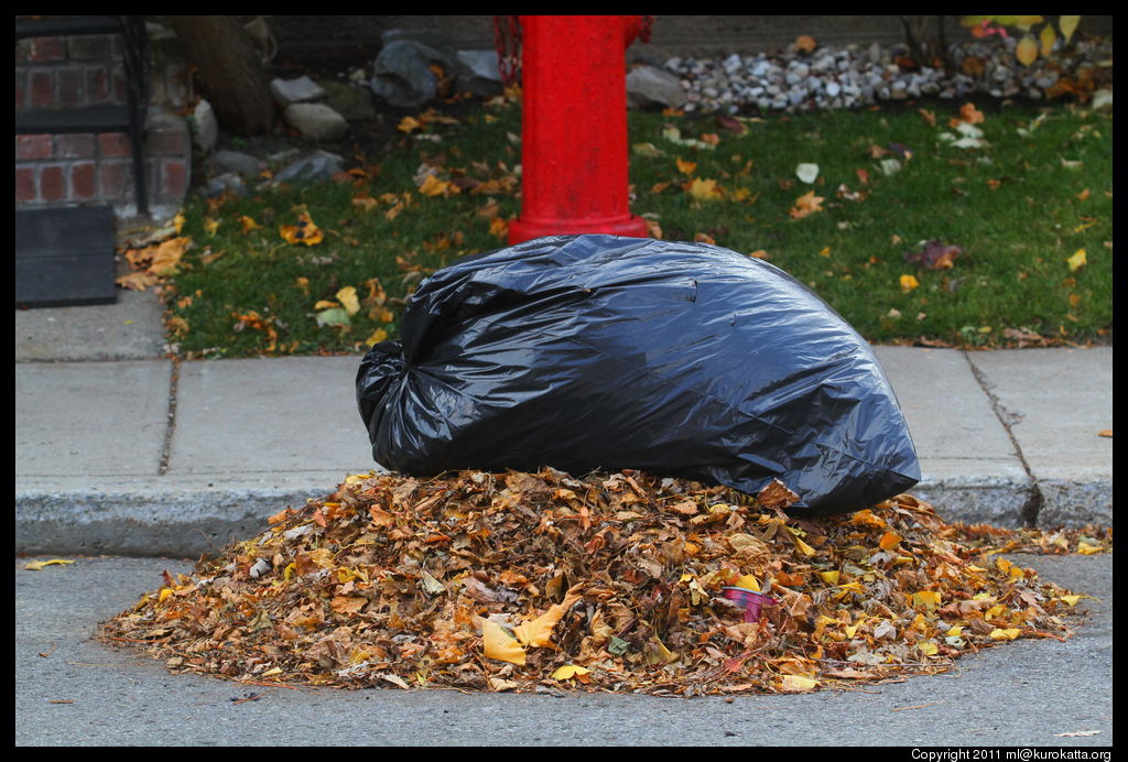 poubelle, feuilles