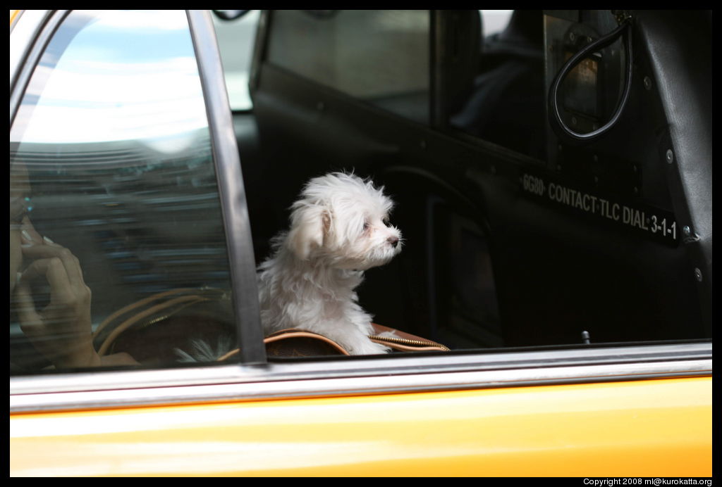 cab dog