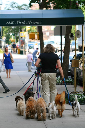 dog walker