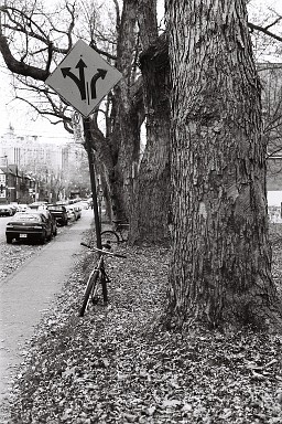 arbre - novembre 2008